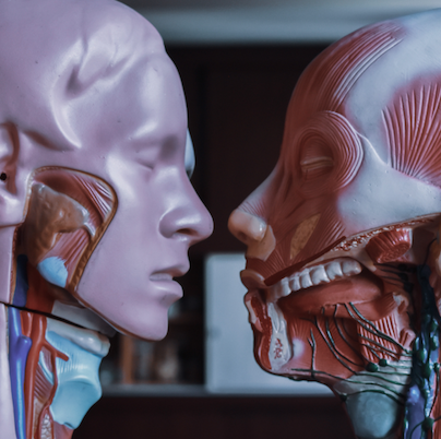 Corpo Humano
