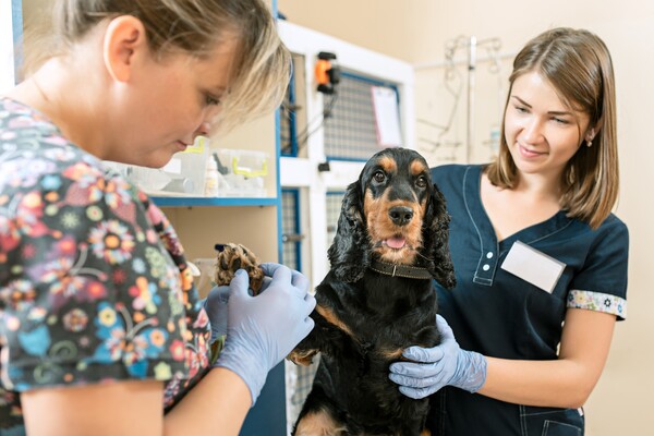 A imagem contém uma profissional formada no curso de Medicina Veterinária avaliando a saúde física de um cachorro com o auxílio de sua assistente.